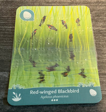 Load image into Gallery viewer, Close up on the braille of the Red-winged blackbird. The type and quantity can be read on the card.
